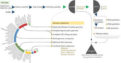 De novo genome assembly of rice bean (Vigna umbellata) – A nominated nutritionally rich future crop reveals novel insights into flowering potential, habit, and palatability centric – traits for efficient domestication
